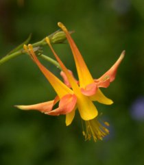 Aquilegia desertorum_Desert Columbine_DBG_LAH_1376