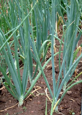 Colorado State Univ. Field Day