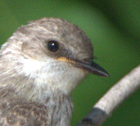 Vermilion Flycatcher juv_RattlesnakeSprings-NM_LAH_8621