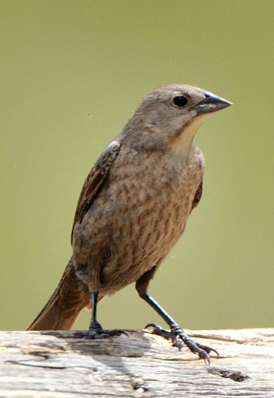 07_RedRocksRanch-Hwy115-CO_LAH_3835