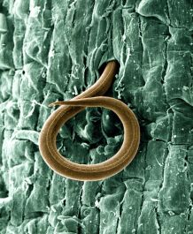 A_juvenile_root-knot_nematode_(Meloidogyne_incognita)_penetrates_a_tomato_root_-_USDA-ARS
