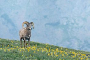 Bighorn Sheep_RMNP-CO_LAH_8701