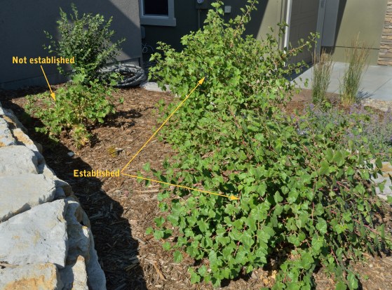 Boulder raspberry established_COS-CO_LAH_1543