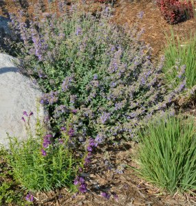 Catmint established_COS-CO_LAH_1542