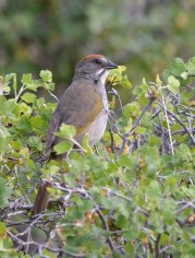 Green-tailed Towhee_RMNP-CO_LAH_8180