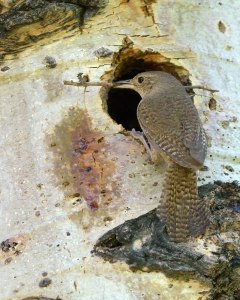 House Wren_RMNP-CO_LAH_9408