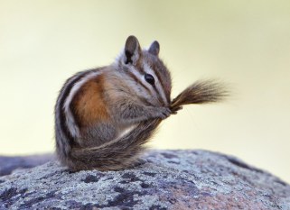 Least Chipmunk_RMNP-CO_LAH_8247