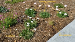 perennials established_COS-CO_LAH_1541