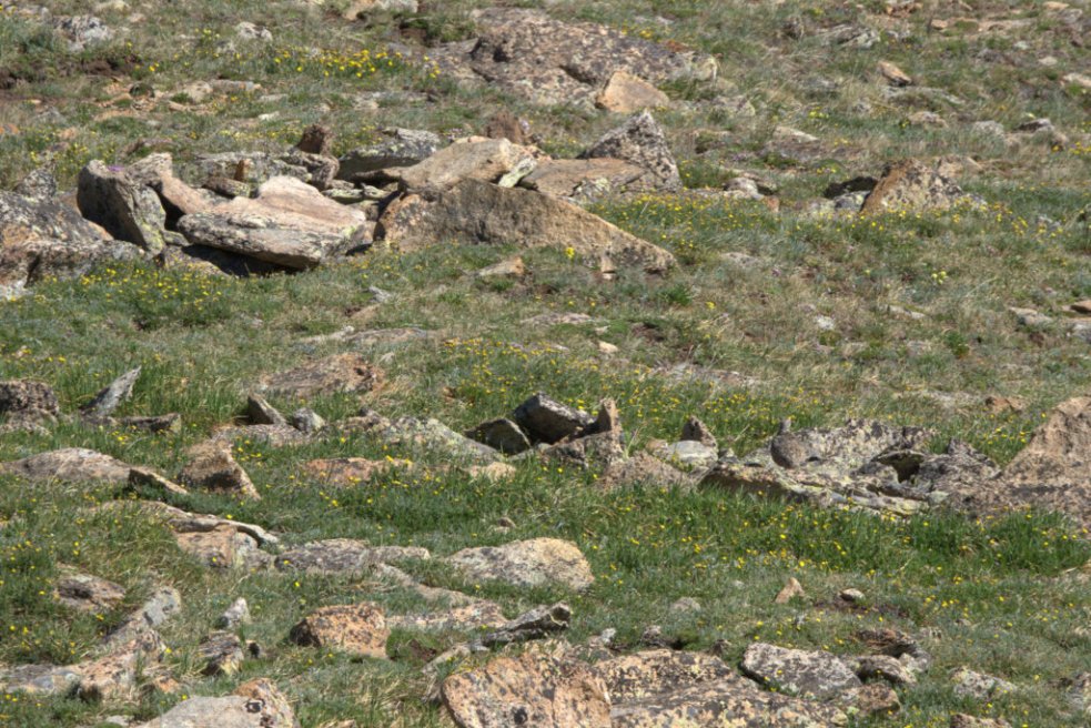 White-tailed Ptarmigan female_RMNP-CO_LAH_9130