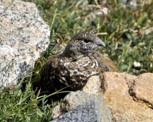 White-tailed Ptarmigan_MtEvans-CO_LAH_6535