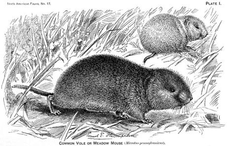 640px-Microtus_pennsylvanicus_illustration