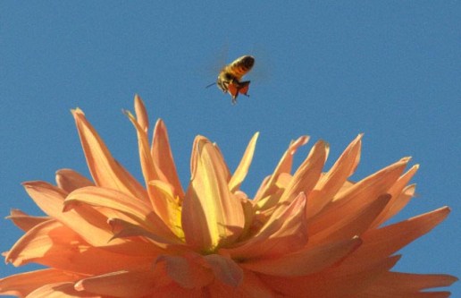 Bee over Dahlia 'Tropic Sun'_HudsonGardens-LittletonCO_LAH_9312