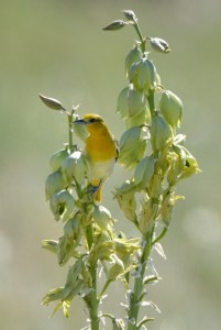 Bullock's Oriole_SE EPC-CO_LAH_7452-001
