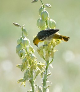 Bullock's Oriole_SE EPC-CO_LAH_7492-001