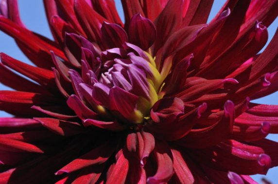 Dahlia hyb_HudsonGardens-LittletonCO_LAH_9265