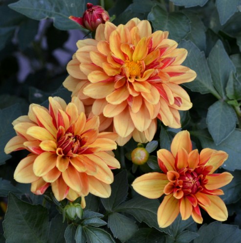 Dahlia_DBG_LAH_3506