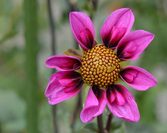 Dahlia_HudsonGardens-CO_LAH_5734