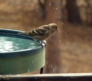 House Finch at heated birdbath @BlkForest 24feb08 LAH 007r