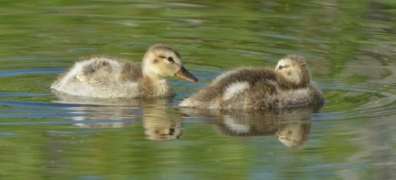 Mallard duckling_LakeManitou-CO_LAH_2022