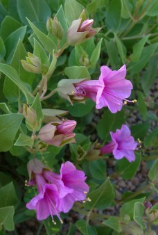 Mirabilis multiflora - Desert Four O'clock @XG 9aug05 LAH 103