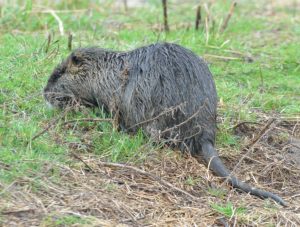 Muskrat_RidgefieldNWR-WA_LAH_2395