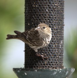 Pine Siskin_BlkForest_20100424_LAH_3253