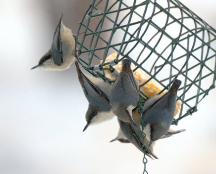 Pygmy Nuthatches_BlkForest-CO_LAH_2392