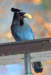Steller's Jay_BlkForest_20100424_LAH_3670