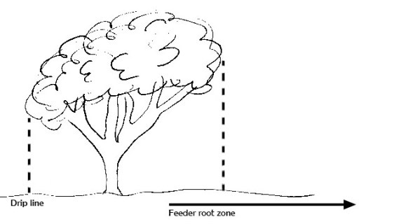 tree drip line