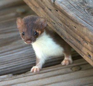 Weasel_ManitouLake-CO_LAH_0807