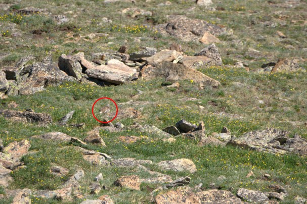 White-tailed Ptarmigan male circled_RMNP-CO_LAH_9143