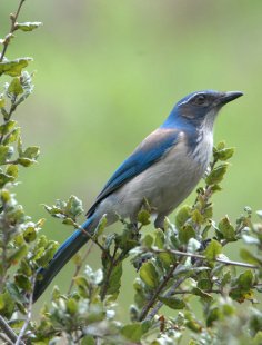 California Scrub Jay_ToroPark-Salinas-CA_LAH_6692