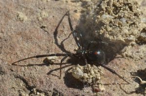 latrodectus-hesperus_western-widow-spider_homesteadranchpark-co_lah_6875