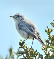 Blue-Gray Gnatcatcher_AikenCyn-CO_LAH_0220