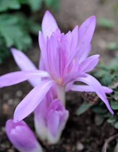 Colchicum sp - Autumn Crocus_DBG_20090915_LAH_0357
