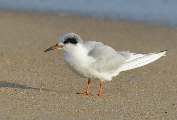 Forster's Tern_KillDevilHills-NC_LAH_LAH_2807