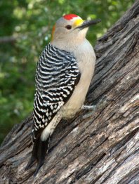 Golden-fronted Woodpecker_Bentsen-RioGrandeSP-TX_LAH_4932