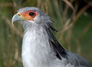 Secretarybird_DenverZoo_LAH_1574