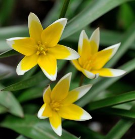 Tulipa tarda_DBG_20100417_LAH_2825