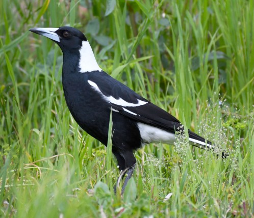 australian-magpie_faulconbridge-nsw-australia_lah_2477