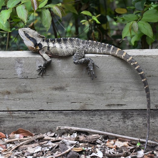 australian-water-dragon_australia_lah_1416