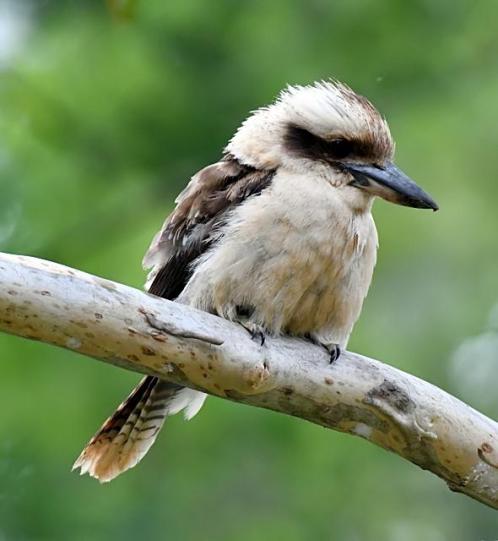 bluemtnsnp-nsw-australia_lah_2046f