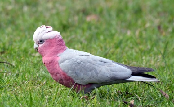 bluemtnsnp-nsw-australia_lah_2129