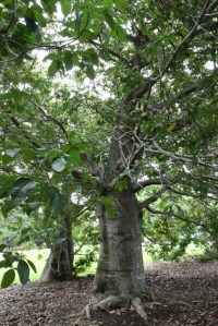 botanicgardens-singapore_lah_7067