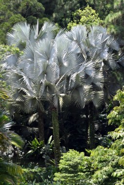 botanicgardens-singapore_lah_7432
