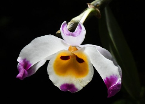 botanicgardens-singapore_lah_7628