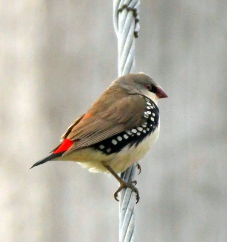 caperteevalley-nsw-australia_lah_5162