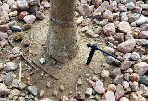 close-up tree irrigation wrong_COS_PLH_1