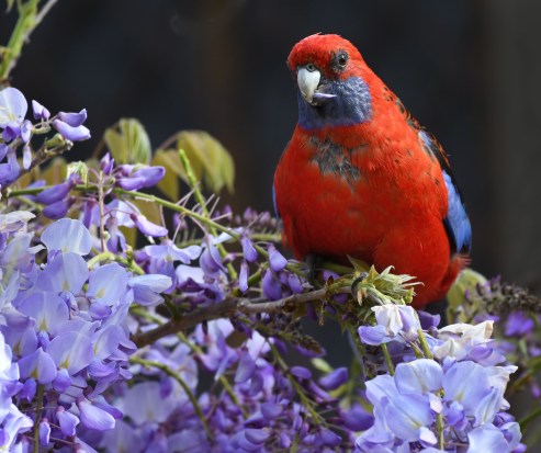 crimson-rosella_faulconbridge-nsw-australia_lah_1585