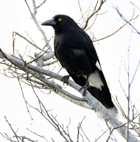 faulconbridge-nsw-australia_lah_1371